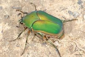 uploads/images/pest/groundnut beetle.jpg